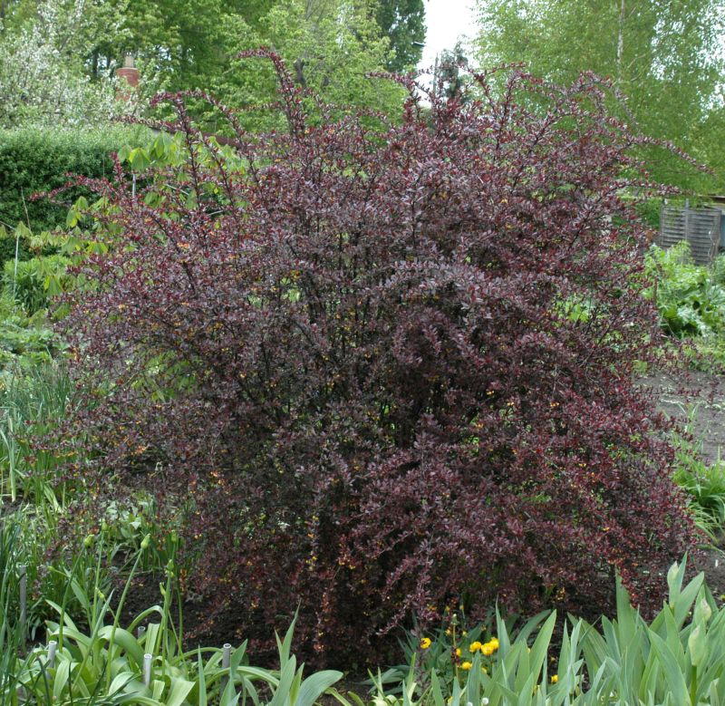 Berberitze 'Red Chief' - Berberis thunbergii 'Red Chief'
