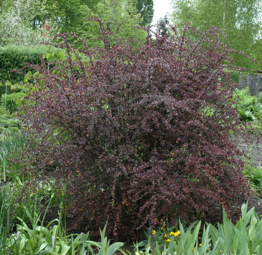 Berberitze 'Red Chief' - Berberis thunbergii 'Red Chief'