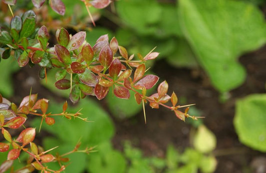 Berberitze 'Red Jewel' - Berberis media 'Red Jewel'