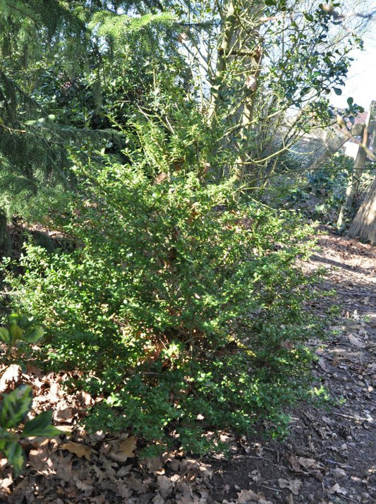 Berg-Ilex 'Glorie Gem' - Ilex crenata 'Glorie Gem'