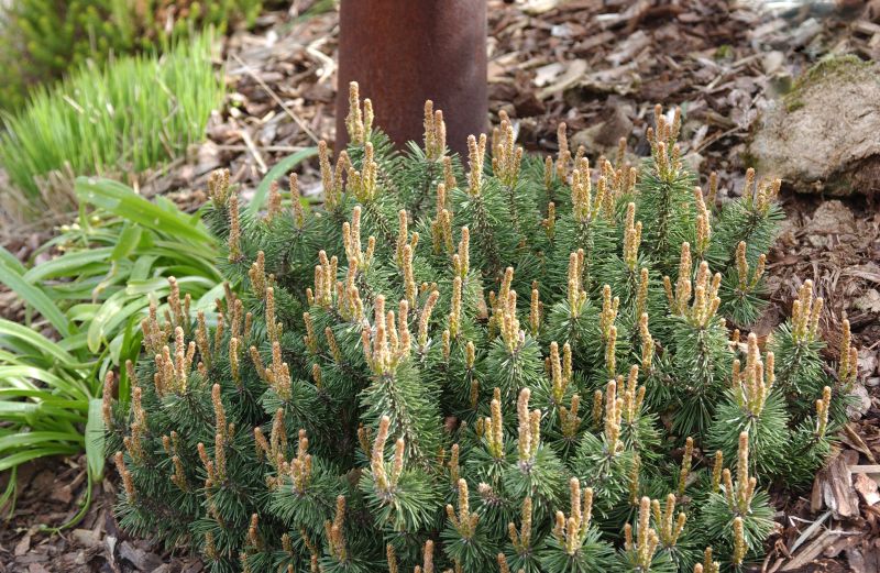 Berg-Kiefer 'Humpy' - Pinus mugo 'Humpy'
