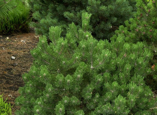 Berg-Kiefer 'Laurin' - Pinus mugo 'Laurin'
