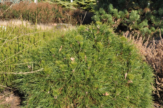 Berg-Kiefer 'Varella' - Pinus mugo 'Varella'