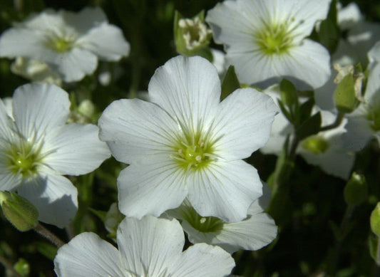 Berg-Sandkraut - Arenaria montana