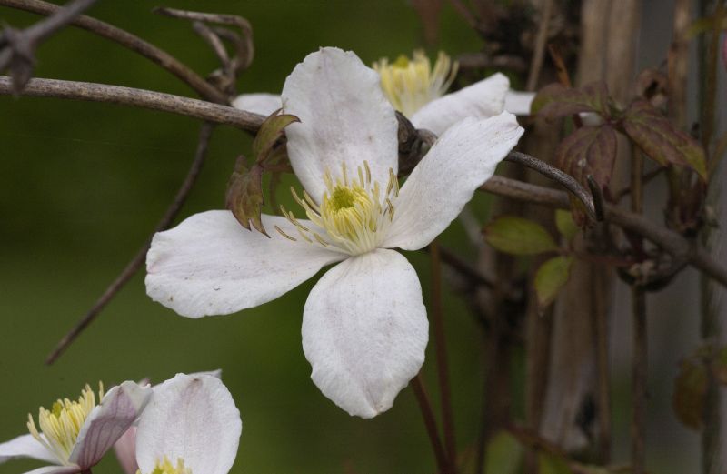 Berg-Waldrebe 'Grandiflora' - Clematis montana 'Grandiflora'