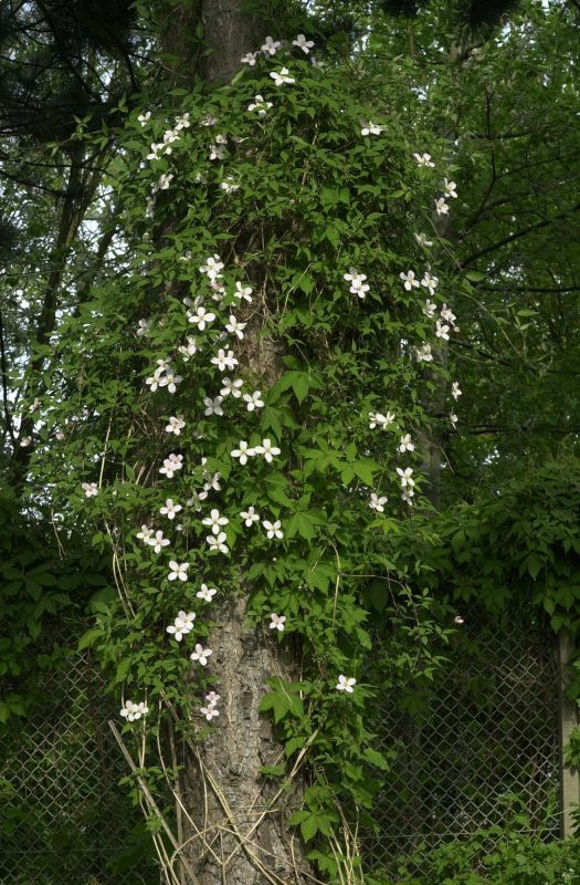 Berg-Waldrebe 'Mayleen' - Clematis montana 'Mayleen'
