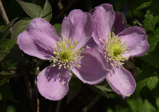 Berg-Waldrebe 'Tetrarose' - Clematis montana 'Tetrarose'
