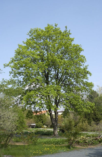 Bergahorn - Acer pseudoplatanus