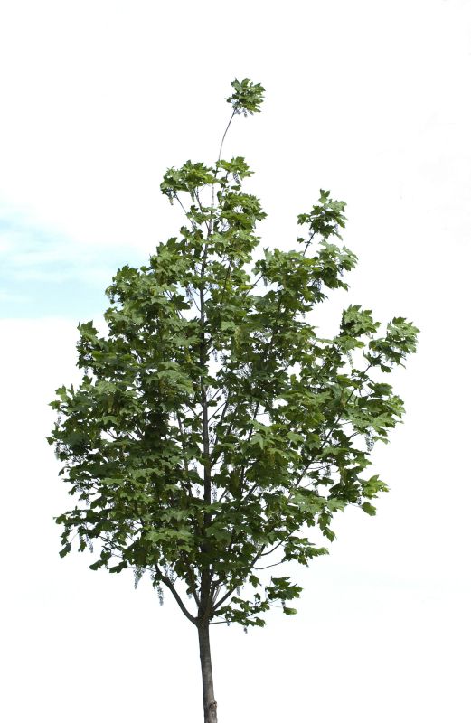 Bergahorn 'Bruchem' - Acer pseudoplatanus 'Bruchem'