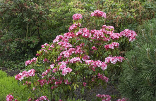 Berglorbeer 'Ostbo Red' - Kalmia latifolia 'Ostbo Red'