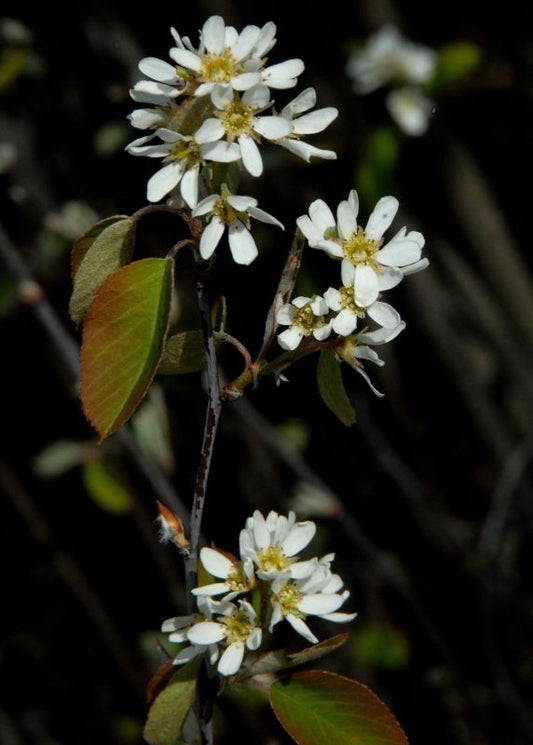 Besen-Felsenbirne - Amelanchier spicata