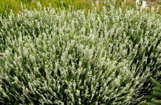 Besenheide 'Long White' - Calluna vulgaris 'Long White'