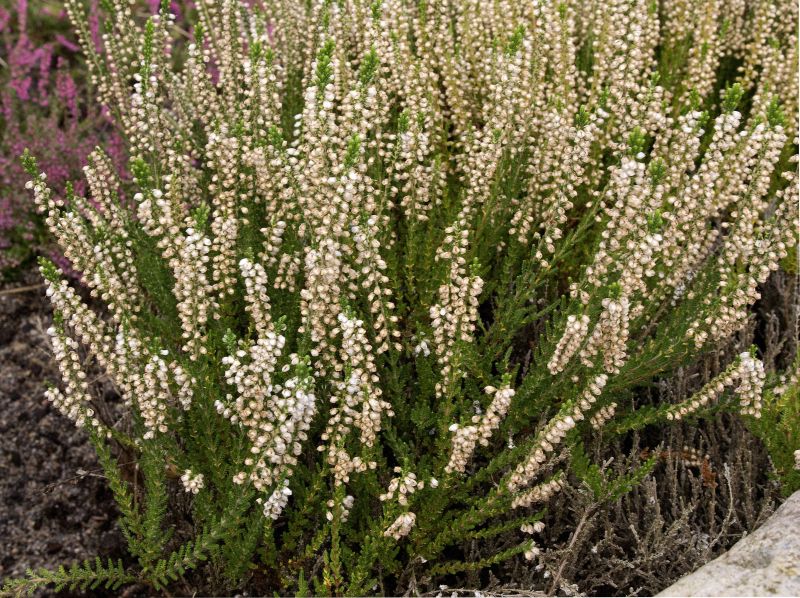 Besenheide 'Mair's Variety' - Calluna vulgaris 'Mair's Variety'