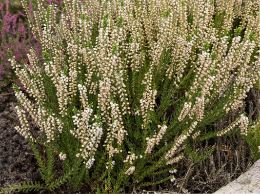 Besenheide 'Mair's Variety' - Calluna vulgaris 'Mair's Variety'