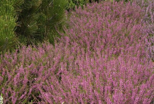 Besenheide 'Marlies' - Calluna vulgaris 'Marlies'