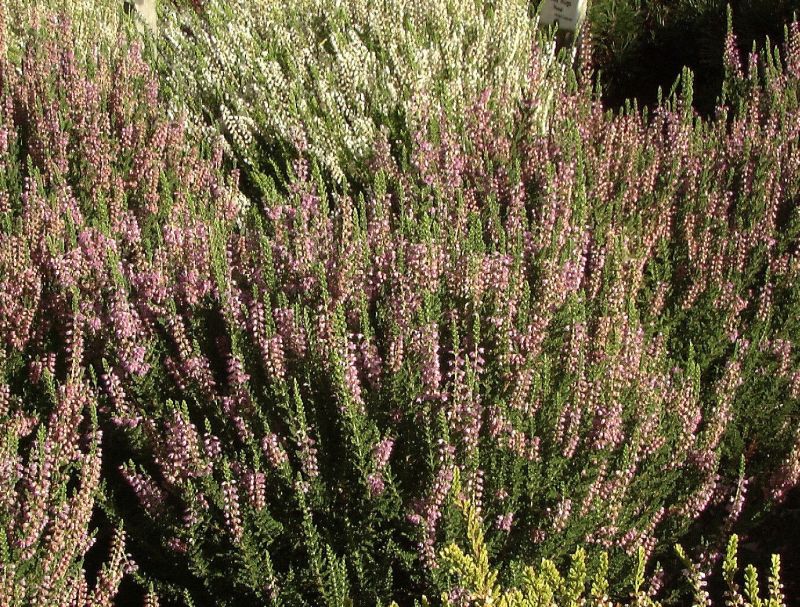 Besenheide 'Ralph Purnell' - Calluna vulgaris 'Ralph Purnell'