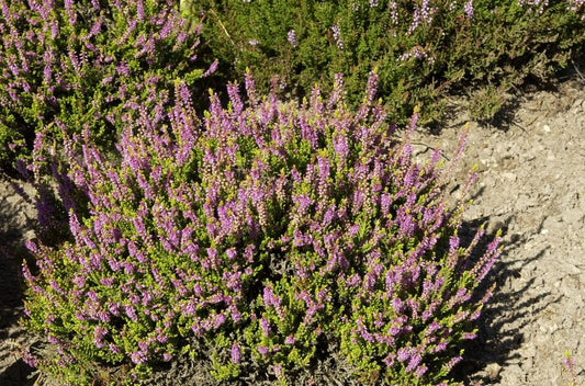 Besenheide 'Sir John Charrington' - Calluna vulgaris 'Sir John Charrington'