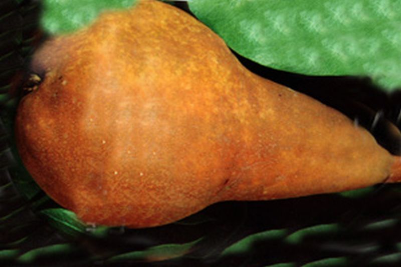 Birne 'Boscs Flaschenbirne' mittel - Pyrus communis 'Bosc's Flaschenbirne' CAC