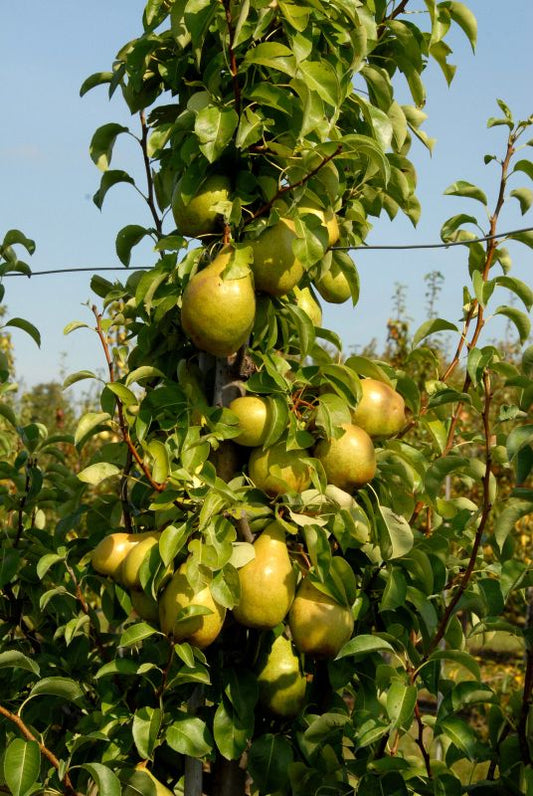 Birne 'Nojabrskaja' ® - Pyrus com.'Nojabrskaja' ® zert.vf