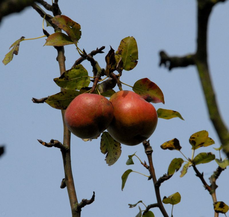 Birne 'Nordhäuser Winterforellen' spät - Pyrus com.'Nordhäuser Winterforelle' CAC