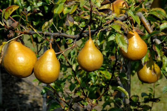 Birne 'Tongern' mittel - Pyrus com.'Tongern' CAC