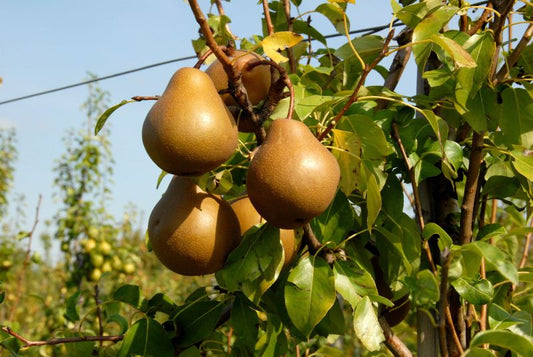 Birne 'Uta' -S- - Pyrus com.'Uta' -S- CAC