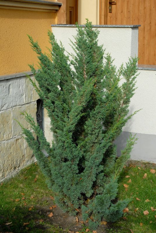 Blaauw's Wacholder - Juniperus chin.'Blaauw'