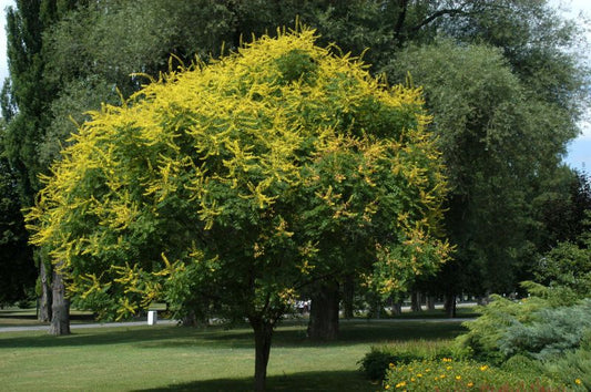 Blasenbaum - Koelreuteria paniculata
