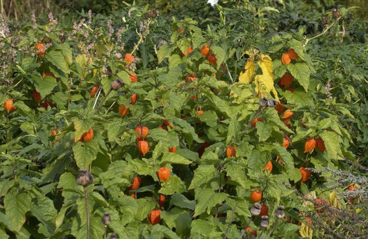 Blasenkirsche - Physalis alkekengi var.franchetii