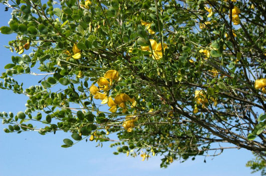 Blasenstrauch arborescens - Colutea arborescens