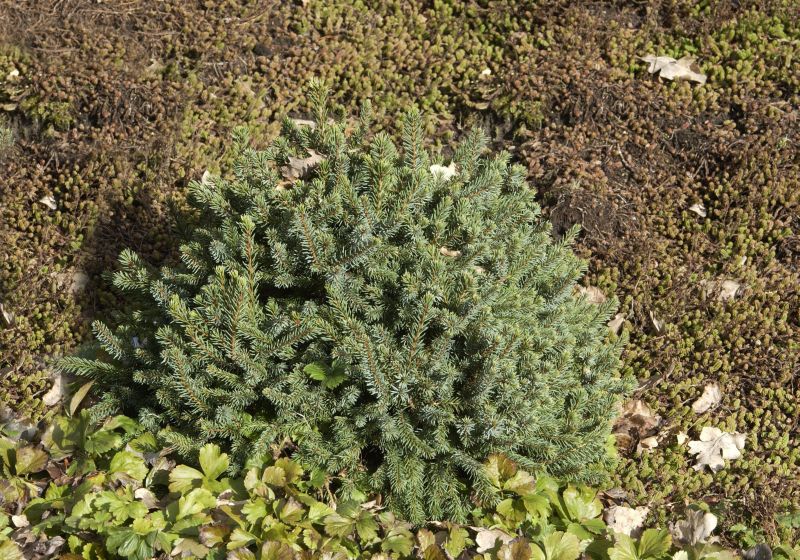 Blaue Igelfichte - Picea glauca 'Echiniformis'