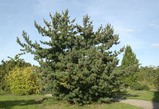 Blaue Mädchenkiefer - Pinus parviflora 'Glauca'