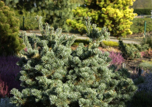 Blaue Mädchenkiefer 'Negishi' - Pinus parviflora 'Negishi'