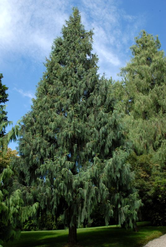 Blaue Nutkazypresse 'Glauca' - Chamaecyparis nootk.'Glauca'