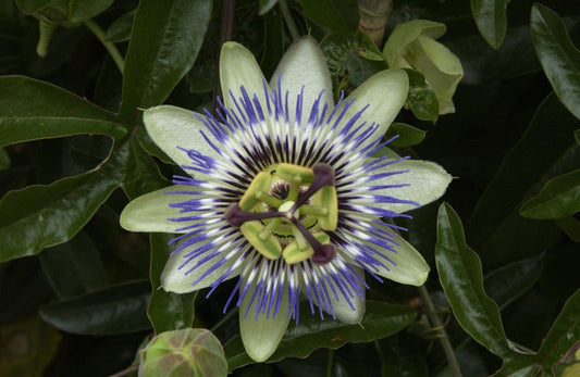 Blaue Passionsblume - Passiflora caerulea