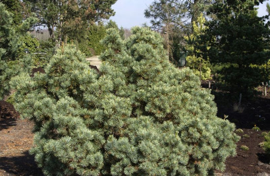 Blaue Pummelkiefer - Pinus pumila 'Glauca'