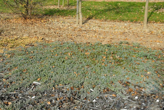 Blauer Teppichwacholder - Juniperus horizontalis 'Glauca'