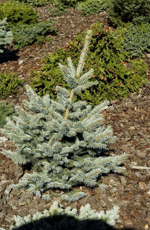 Blaufichte 'Fat Albert' - Picea pungens 'Fat Albert'