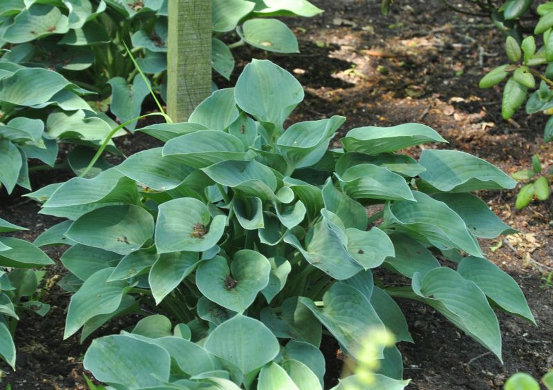 Blaugrüne Garten-Funkie - Hosta tokudama 'Blue Cadet'