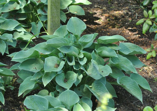 Blaugrüne Garten-Funkie - Hosta tokudama 'Blue Cadet'