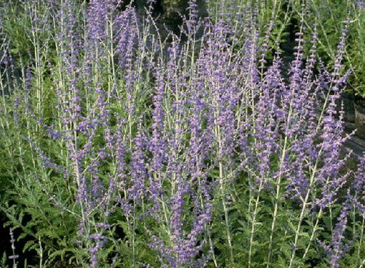 Blauraute,Silberbusch - Perovskia abrotanoides