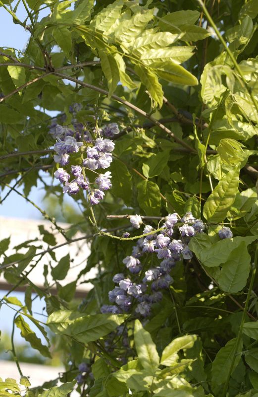 Blauregen 'Violacea Plena' - Wisteria floribunda 'Violacea Plena'