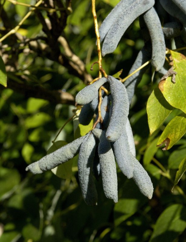 Blauschote - Decaisnea fargesii