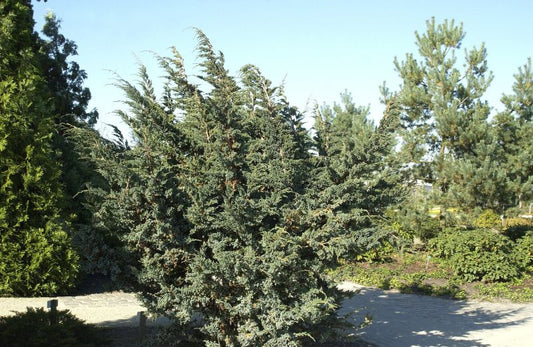 Blauzeder-Wacholder 'Meyeri' - Juniperus squamata 'Meyeri'