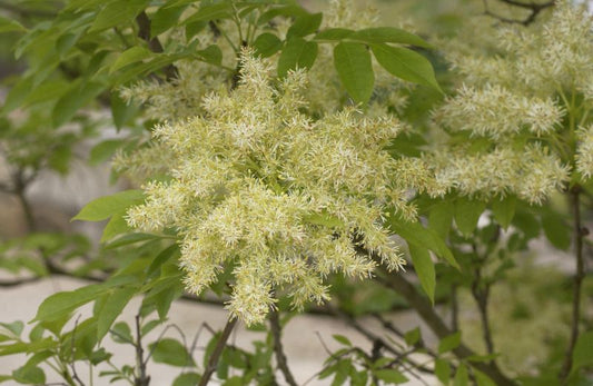 Blumenesche - Fraxinus ornus