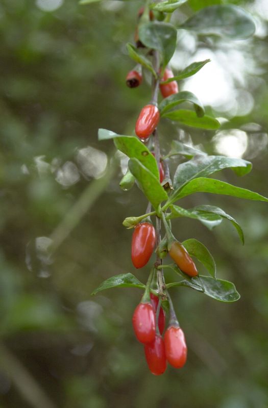 Bocksdorn - Lycium chinense