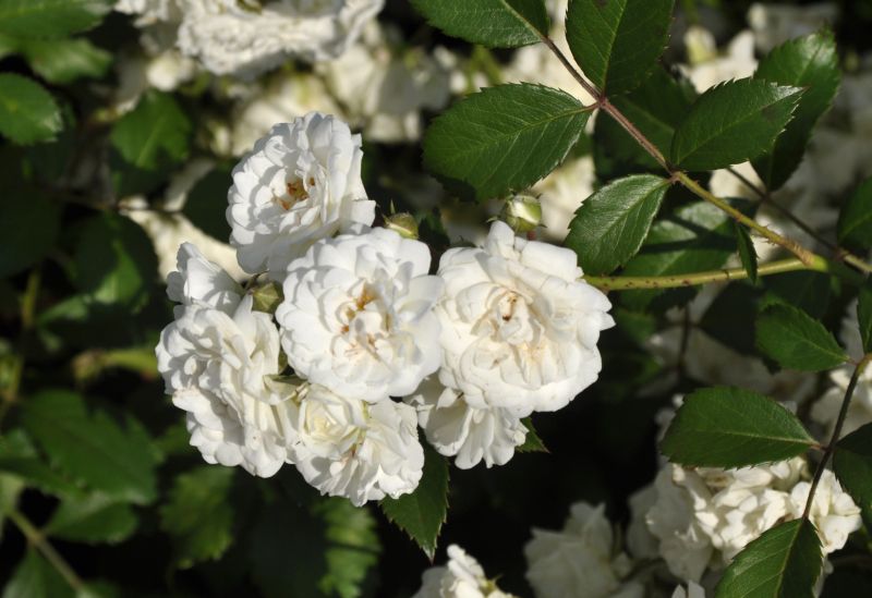 Bodendeckende Rose 'Alba Meidiland' ® - Rosa 'Alba Meidiland' ® BDR