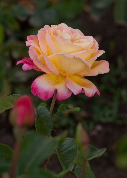 Bodendeckende Rose 'Apart' ® - Rosa 'Apart' ® BDR