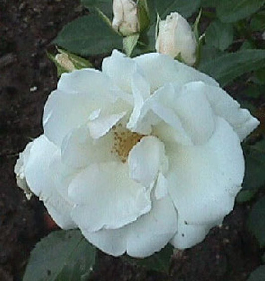 Bodendeckende Rose 'Aspirin-Rose' ® ADR-Rose - Rosa 'Aspirin-Rose' ® BDR