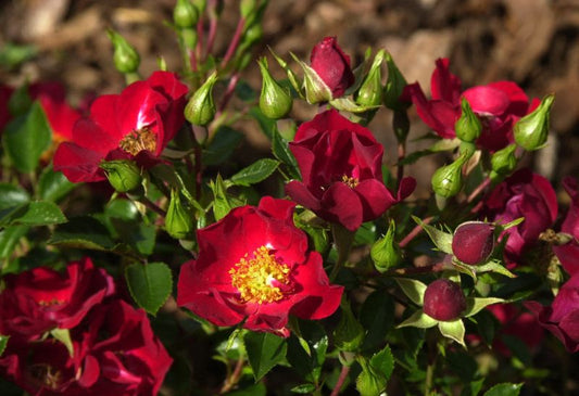Bodendeckende Rose 'Bassino' ® - Rosa 'Bassino' ® BDR